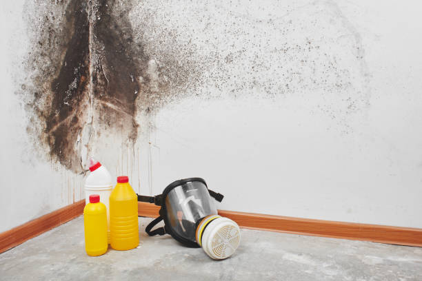 Best Certified Mold Removal  in Middletown, OH