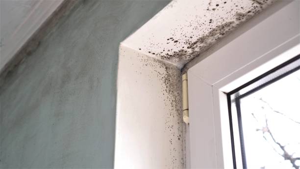 Best Mold Damage Repair  in Middletown, OH