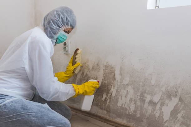 Best Toxic Mold Removal  in Middletown, OH