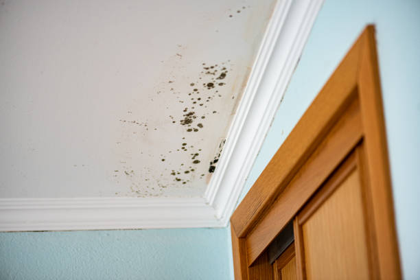 Best Fast Mold Removal  in Middletown, OH