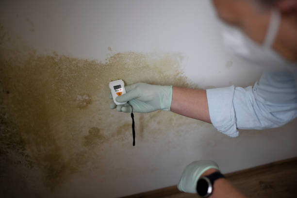 Professional Mold Removal in Middletown, OH