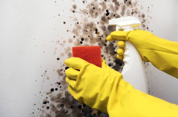 Best Attic Mold Removal  in Middletown, OH