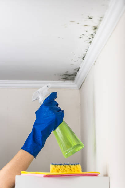Best Residential Mold Removal  in Middletown, OH