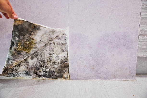 Best Mold Testing  in Middletown, OH